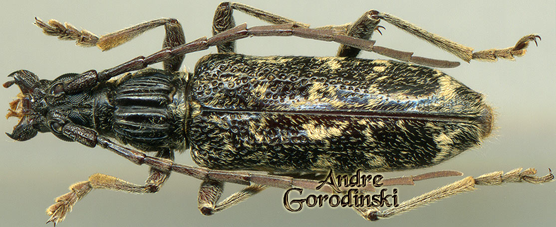 http://www.gorodinski.ru/cerambyx/Xoanodera marmorata.jpg